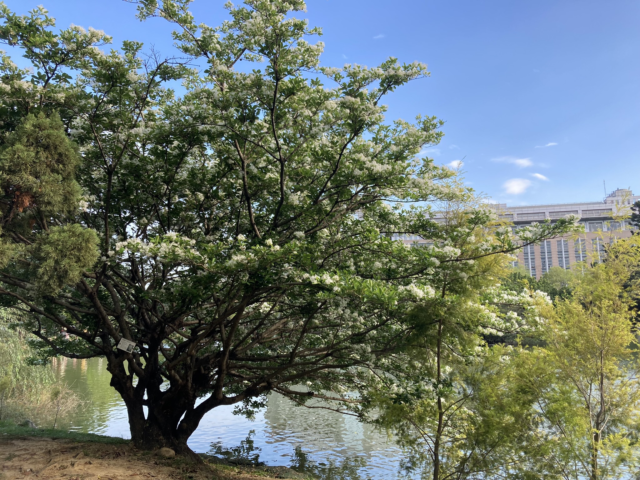 chung hsing lake